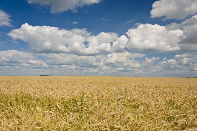 Генномодифицированная пшеница не научилась защищаться от вредителей