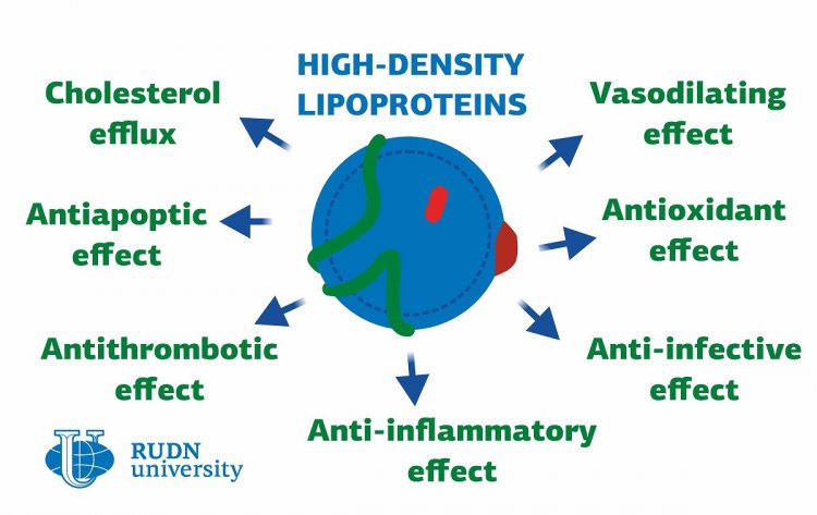 Роль липопротеинов в развитии сердечно-сосудистых заболеваний. Изображение авторов исследования