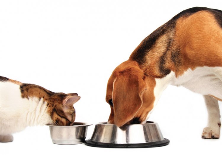 Почему коты в еде привередливее собак