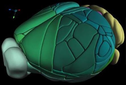 Создана новая полная 3D-карта мозга мыши