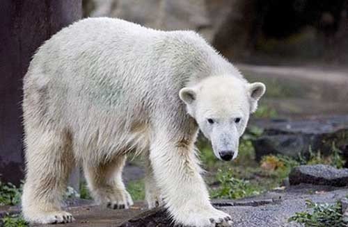 Тайна смерти полярного медведя Кнута из берлинского зоопарка