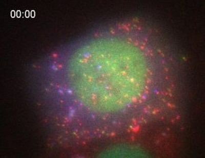 Ученые впервые засняли на видео трансляцию РНК