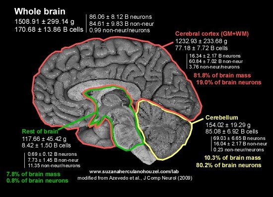Человеческий мозг отличает большое число нейронов в префронтальной коре