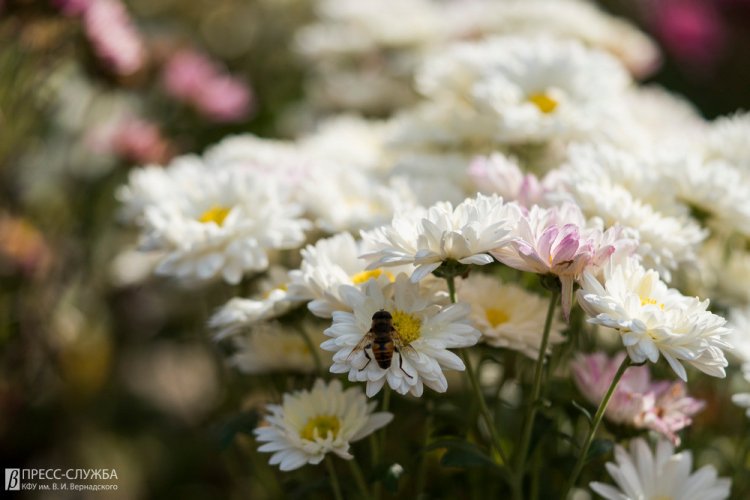 В Ботаническом саду КФУ испытывают более 100 гибридов хризантем. Фото: пресс-служба КФУ им. В.И. Вернадского