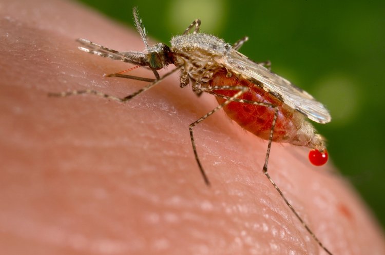 Новый вид комара не боится инсектицидов