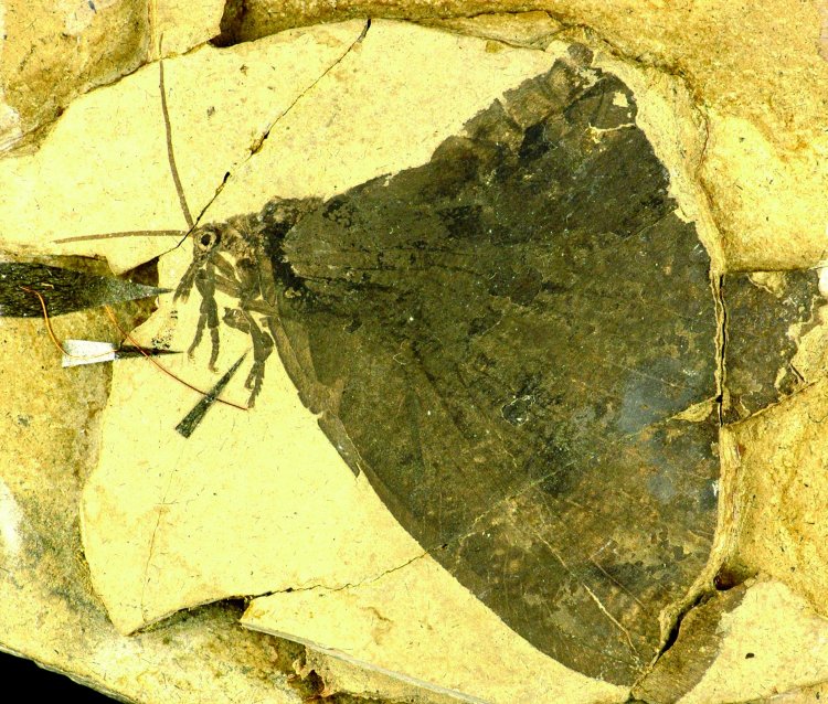 Каллиграмматиды в роли бабочек Юрского периода