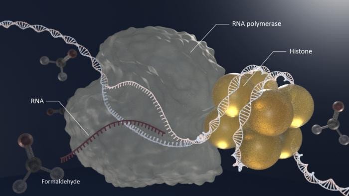 Гистоны сшиваются с ДНК (histone-DPC) после воздействия формальдегида, что приводит к нарушению клеточных процессов, таких как транскрипция