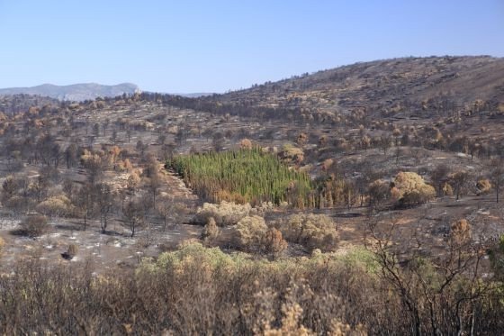 Кипарисы помогут спасти леса Средиземноморья от пожаров