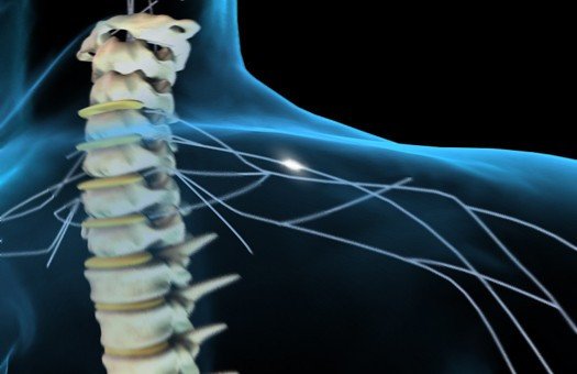 Функции спинного мозга при одностороннем поражении можно восстановить