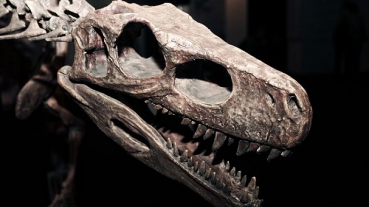 Астероид лишь добил уже вымиравших динозавров