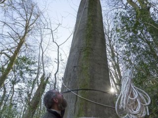 Самое высокое дерево — 44-метровый двухсотлетний бук в Западном Сассексе