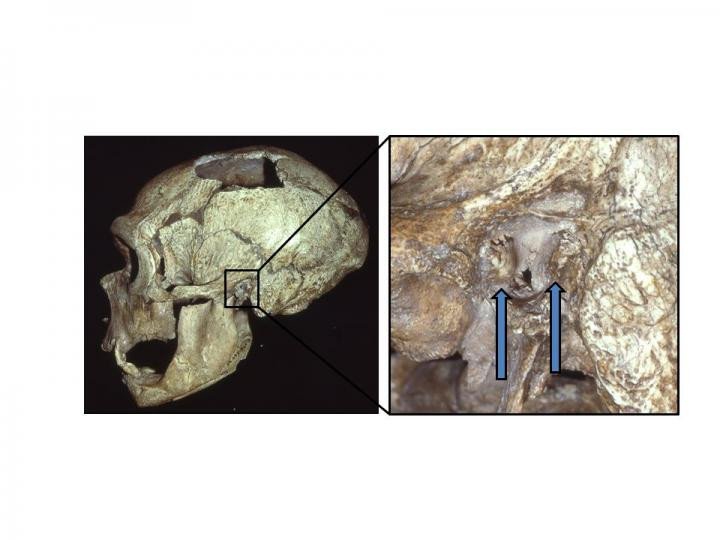 Неандертальцы часто страдали «ухом серфингиста»