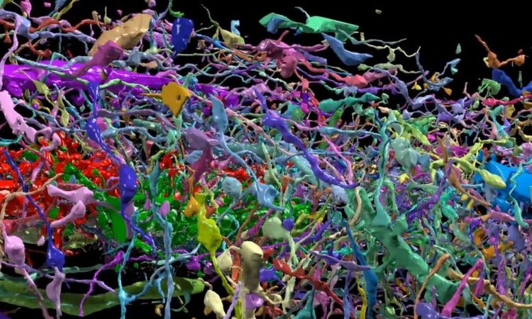 Ученые создали трехмерную детальную карту головного мозга