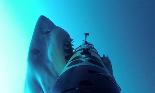 Как охотятся белые акулы (видео)