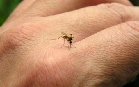 ВОЗ одобряет использование генномодифицированных комаров для борьбы с вирусом Зика