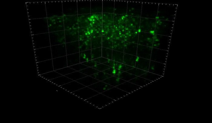 Удалось записать активность нейронов в живом мозге мыши