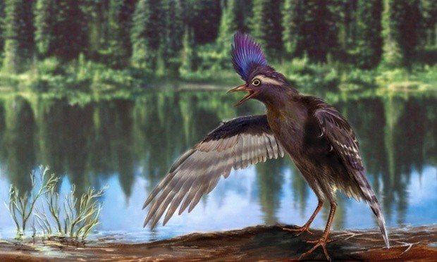 В Китае нашли скелет и перья древнейшей птицы