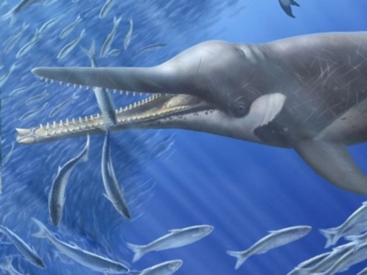 Древний кит питался сардинами