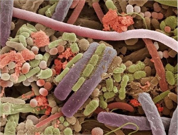 Бактерии в нашем кишечнике конкурируют друг с другом
