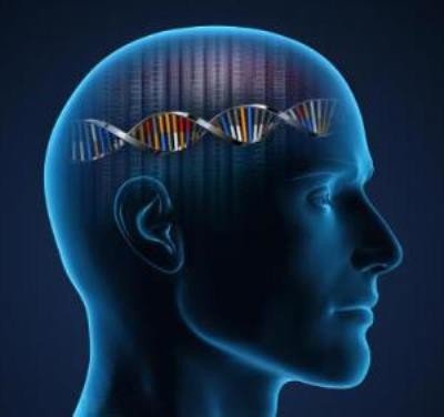 Найдены две группы генов, связанные с интеллектуальными способностями