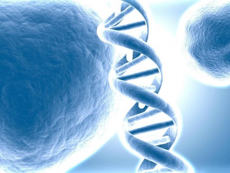 Как один фермент обеспечивает баланс всех четырех главных белков для ДНК