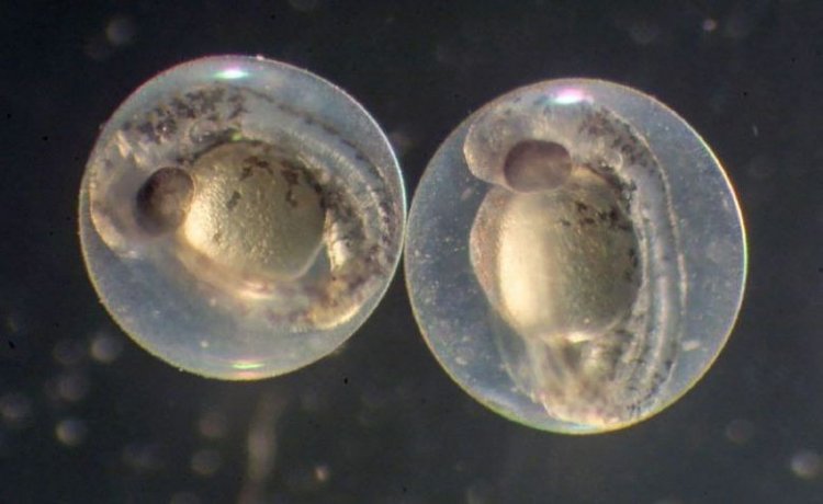 Техника CRISPR помогает отслеживать развитие эмбриона