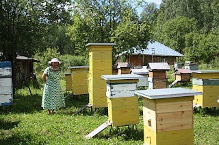 Ученые БИ ТГУ вернут России чистопородных пчел