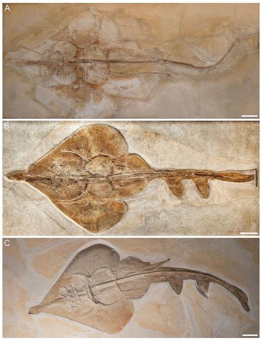 Aellopobatis bavarica: недавно открытый вид, полностью сохранившиеся окаменелости найдены в Германии. Этот вид также является самым крупным из всех и может достигать 170 см в длину