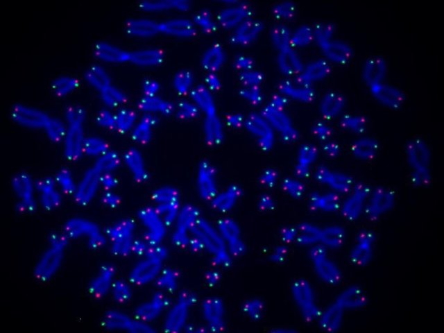 Визуализация теломер (красный и зеленый) на концах хромосом человека (синий)