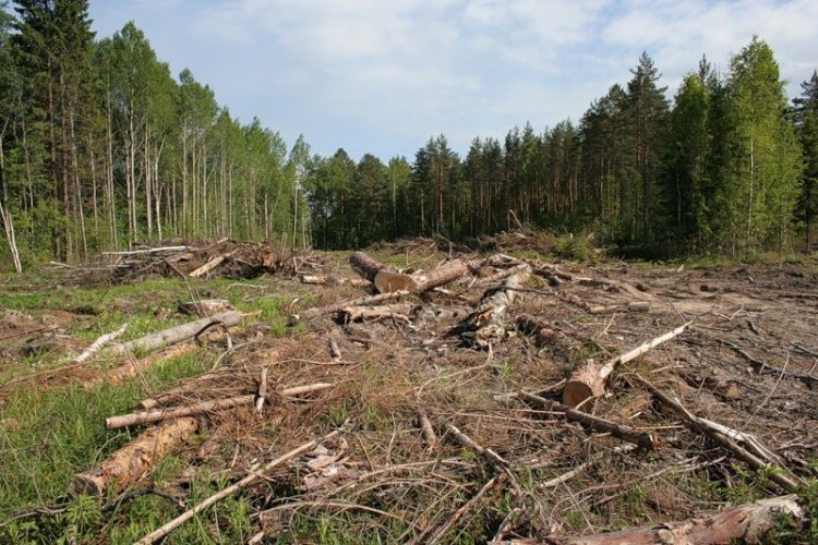 На Земле 3 трлн деревьев, но они могут исчезнуть через 300 лет