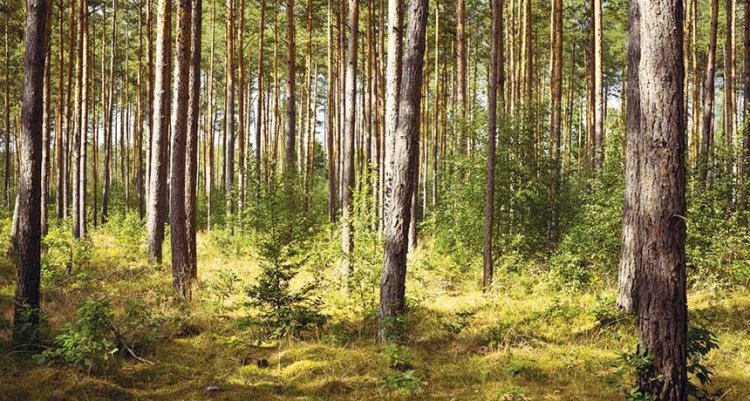 Разные породы деревьев по-разному влияют на климат