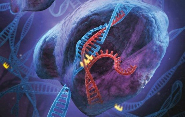 Эксперты выступили против запрета на генное модифицирование человеческих эмбрионов