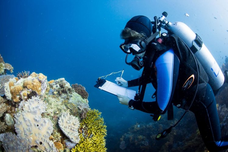 Крупнейшее исследование кораллов подсказывает решение для сохранения рифов