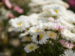 В Ботаническом саду КФУ испытывают более 100 гибридов хризантем. Фото: пресс-служба КФУ им. В.И. Вернадского