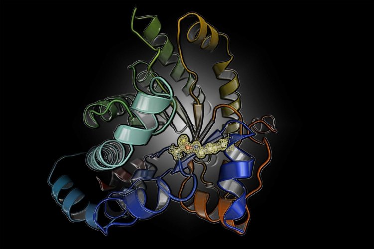 Открыт фундаментальный механизм регуляции белков