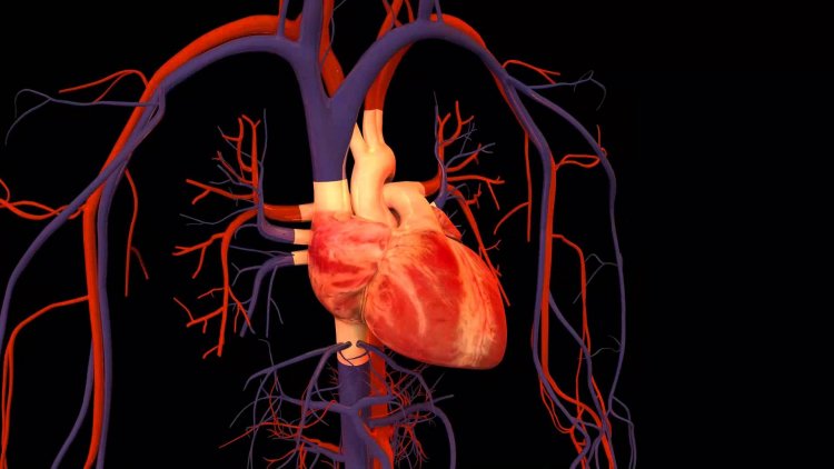 Сердца в цифровом формате: медики создают базу данных