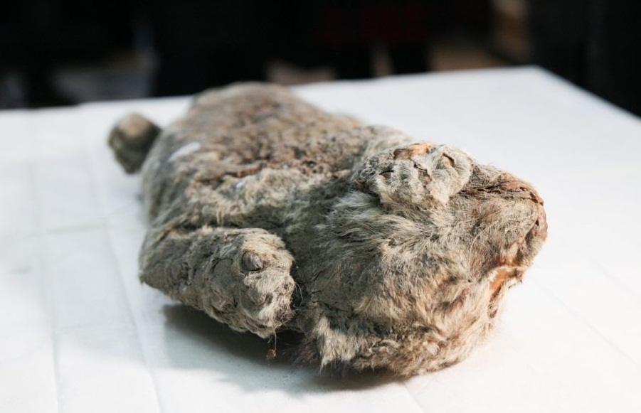 Доисторический пещерный львенок