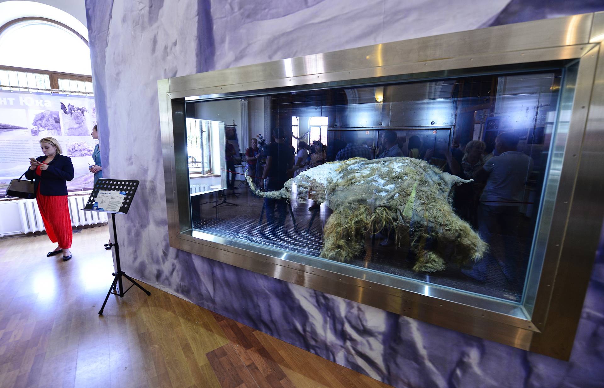 Мумия мамонтенка Юки