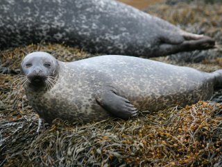 Как тюлени готовят свой организм к погружению под воду
