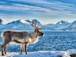 Как эволюционировали олени для выживания в Арктике