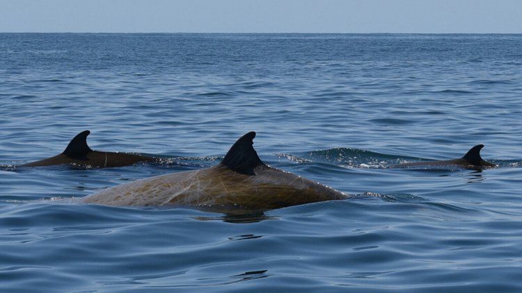 Клюворылый кит может находиться под водой почти четыре часа – новый рекорд