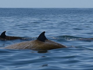 Клюворылый кит может находиться под водой почти четыре часа – новый рекорд