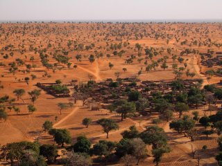 Искусственный интеллект обнаружил сотни миллионов деревьев в Сахаре