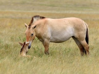 «Лошадь Пржевальского: последняя дикая лошадь на Земле»…