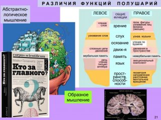 Мозг: общие принципы нейроэстетики…