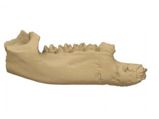 Low-Res_Isaac Kerr 3D render Nombe Nombe jaw bone. JPG