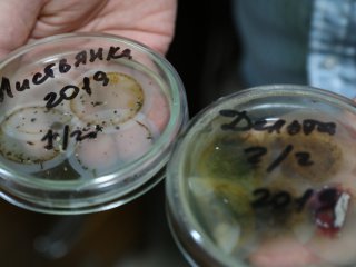 Ядовитая таблетка Байкала. Как микропластик влияет на экосистему озера