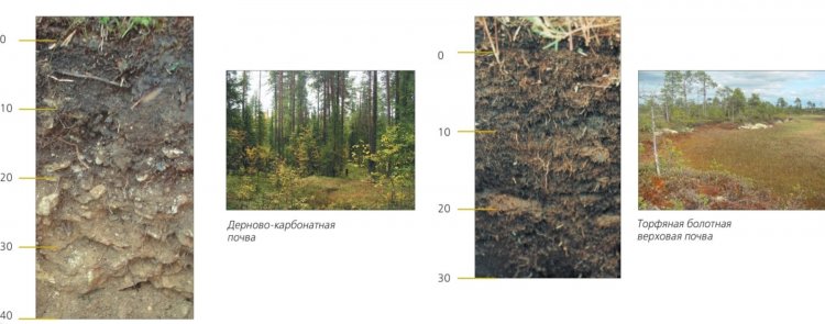Дерново-карбонатная и торфяная болотная верховая почвы. Источник иллюстрации: Национальный атлас почв Российской Федерации