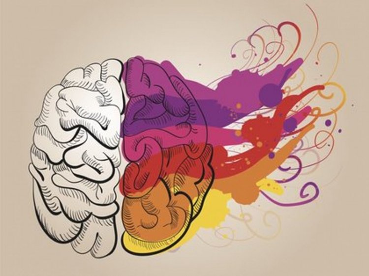 Креативный мозг / Источник фото: celes.club