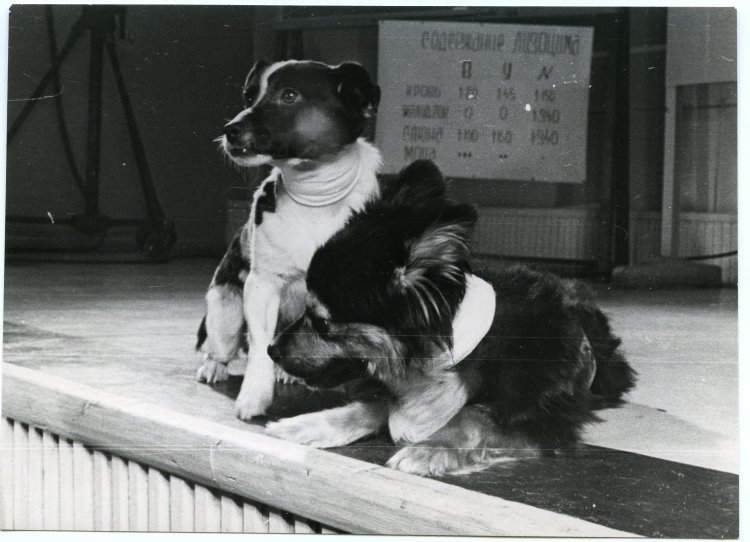 Собаки Ветерок и Уголёк во время подготовки к полёту.Источник фото: коллекция Музея космонавтики